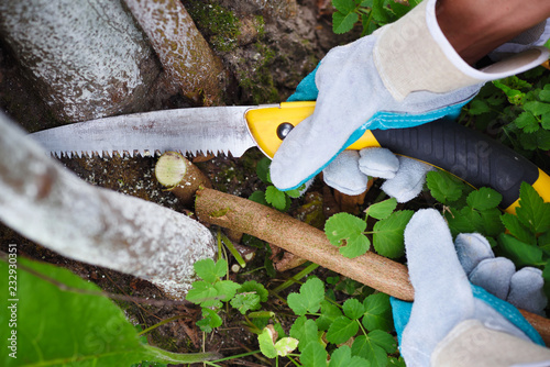Hands with gloves of gardener doing maintenance work, pruning trees in autumn