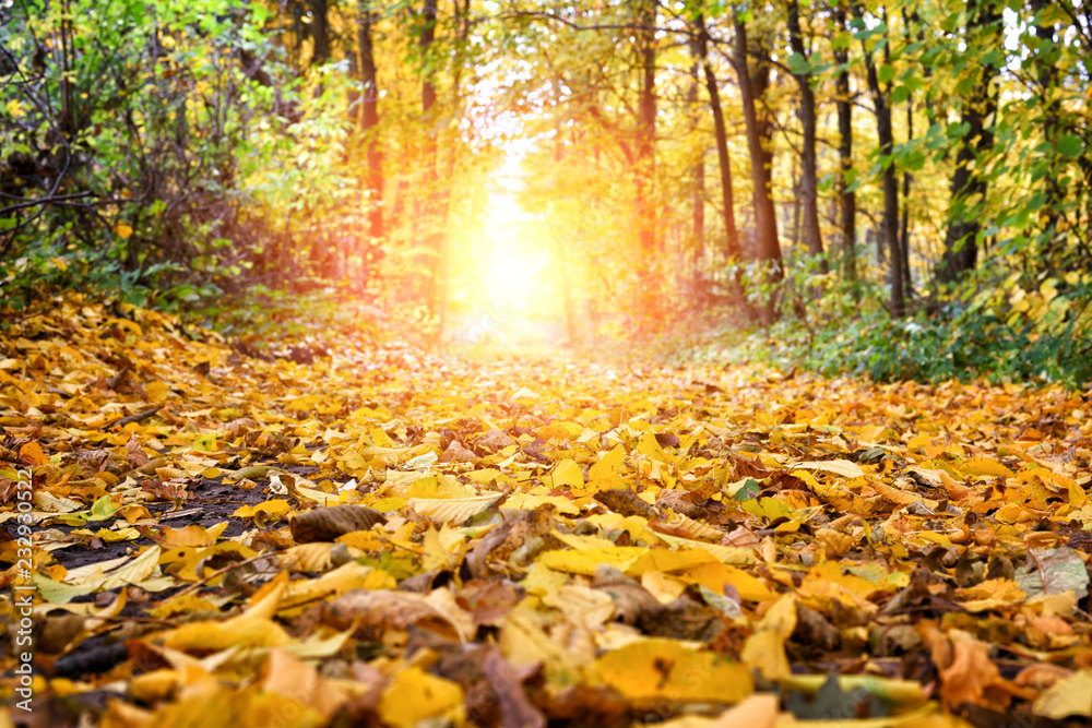 Colorful foliage on the ground in a beautiful autumn forest Colorful foliage on the ground in a beautiful autumn forest