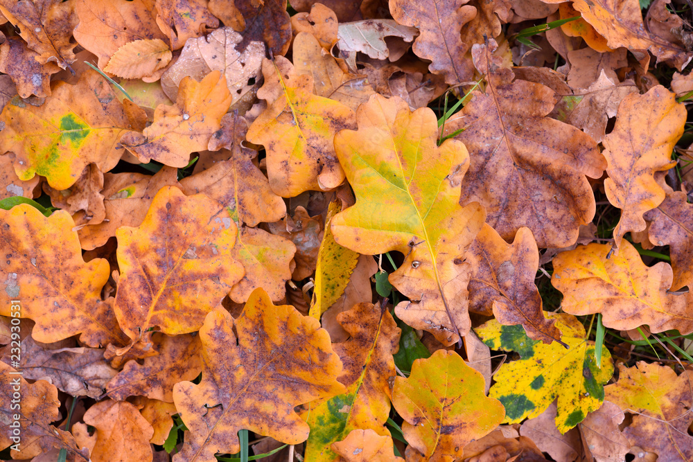 Natural background of fallen leaves. Outdoor. Autumn leaves on the ground