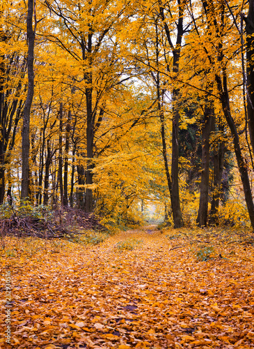 Pathway through the autumn forest