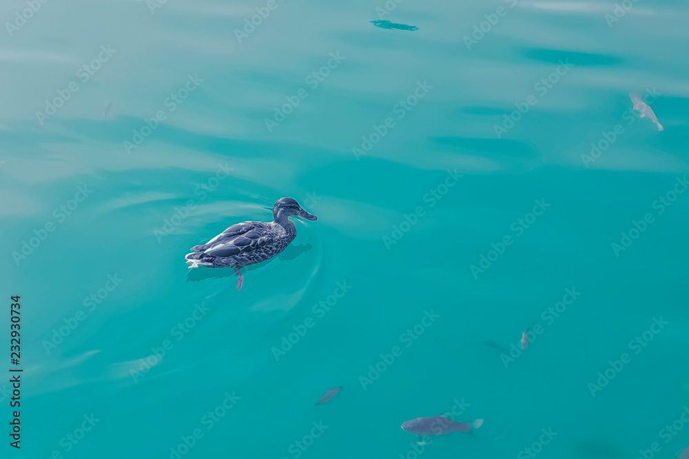 duck closeup swims in the blue water duck closeup swims in the blue water