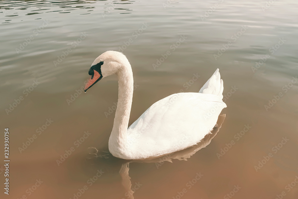 Fototapeta premium white swan closeup on smooth water background