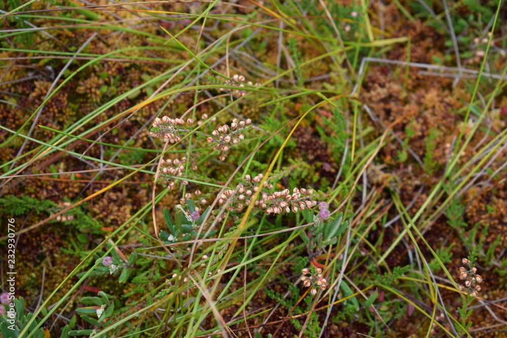 Naklejka premium Moss close up macro texture background. swamp