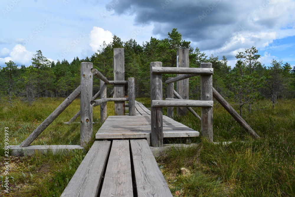 wooden flooring bridge of planks in a swamp in a forest in a park in Latvia. Kemeri National Park. wooden flooring bridge of planks in a swamp in a forest in a park in Latvia. Kemeri National Park.