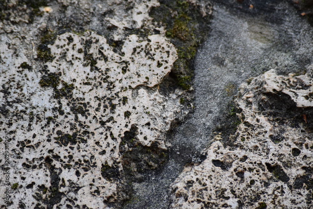 the surface of the stone overgrown with green moss the surface of the stone overgrown with green moss