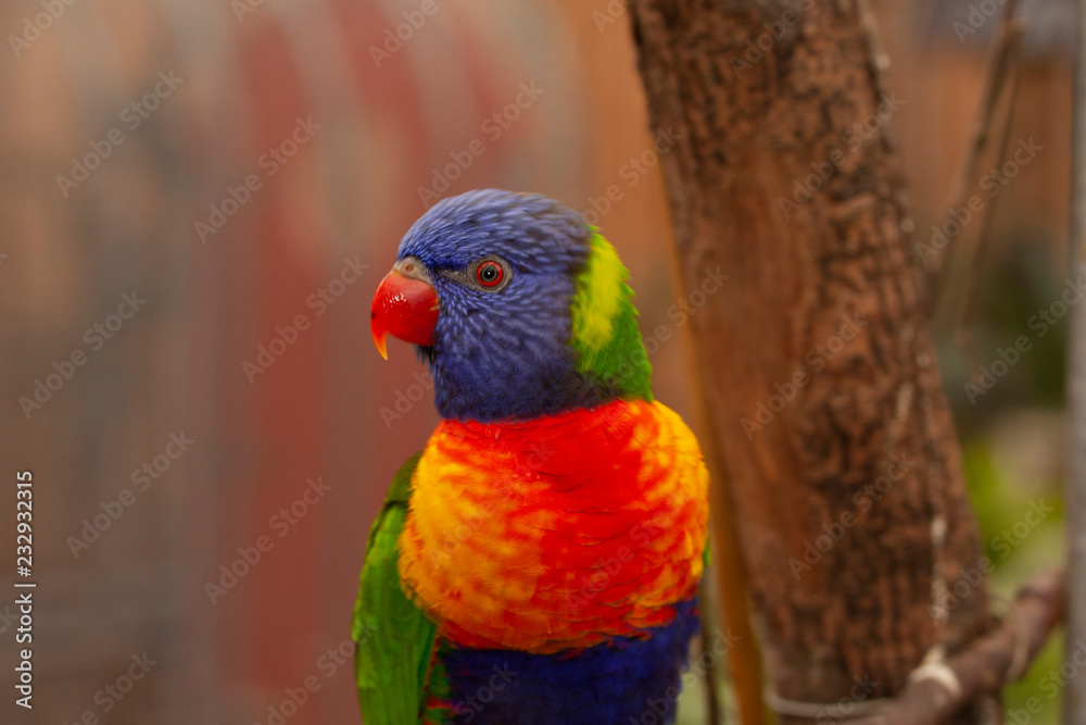 Lorikeet, Trichoglossus haematodus Lorikeet, Trichoglossus haematodus