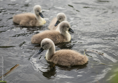 swan chicks