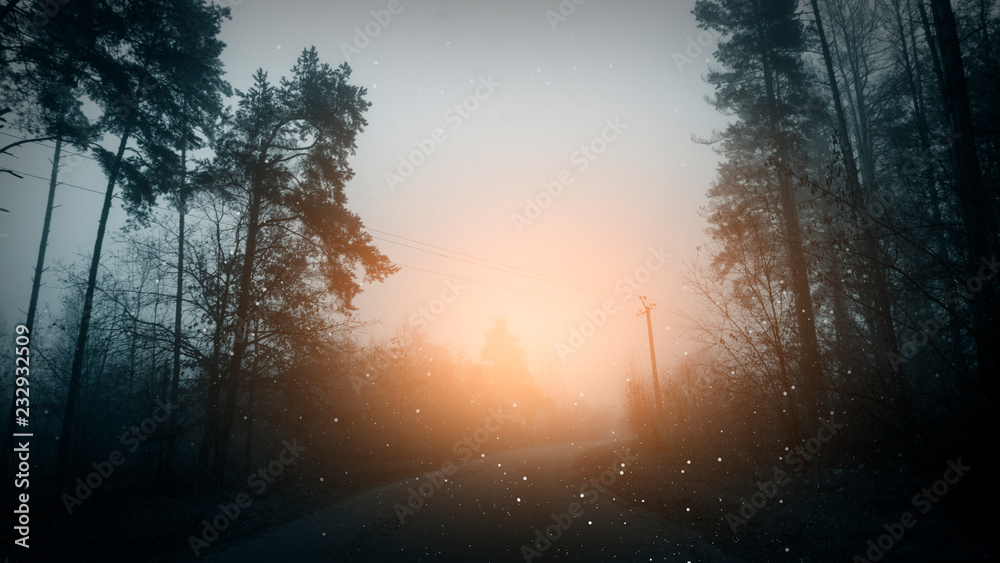 The road in the dark, gloomy forest, magic in the forest, the light in the dark. The road in the dark, gloomy forest, magic in the forest, the light in the dark.