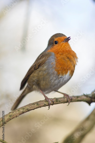 Red Robin singing