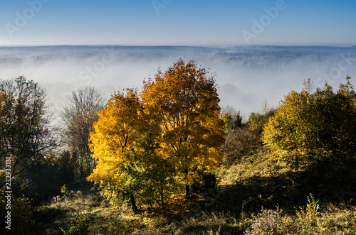 Maple trees under the autumn sunshine.  Autumn Landscape