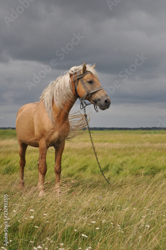 Fotografie кінь в полі на фоне темного неба  32/5000 kinʹ v poli na fone temnoho neba hor