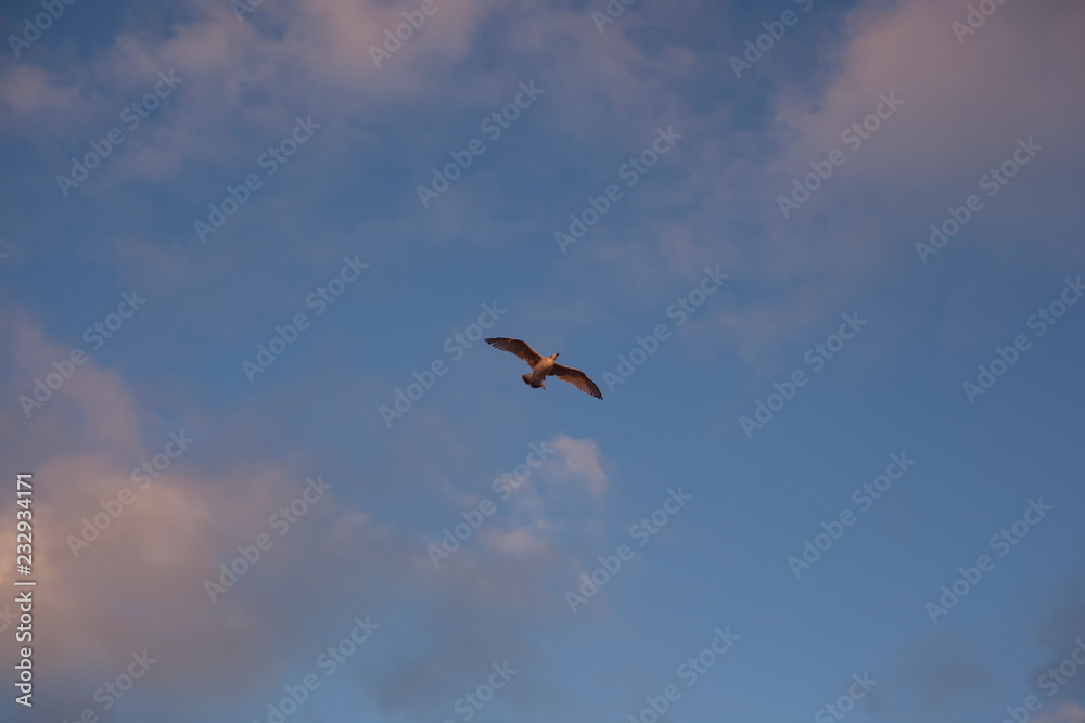 Seagull in Flight 