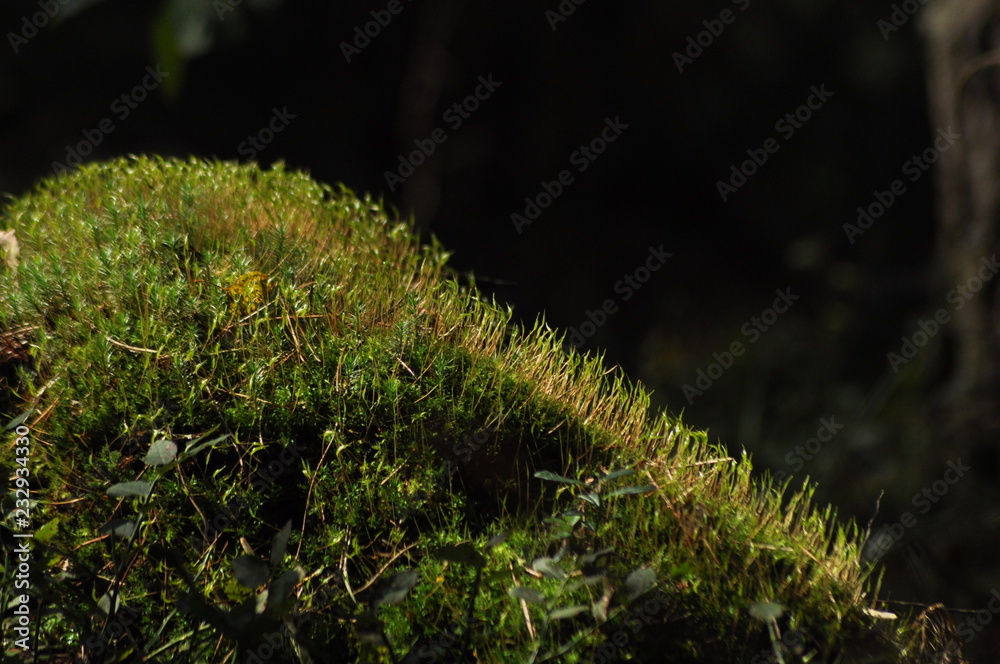 Fototapeta premium Moss covered tree limb seedlings and young plants. Rays of light reaching the fleece.