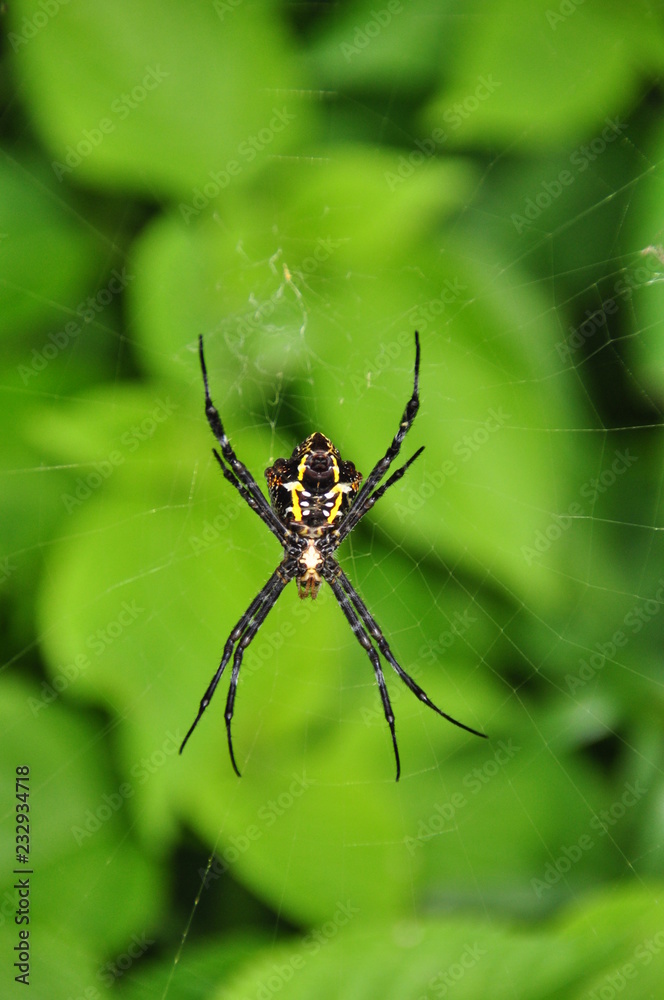 Tropical nicely colored with a spider on the network. Indonesia. Java. Tropical nicely colored with a spider on the network. Indonesia. Java.