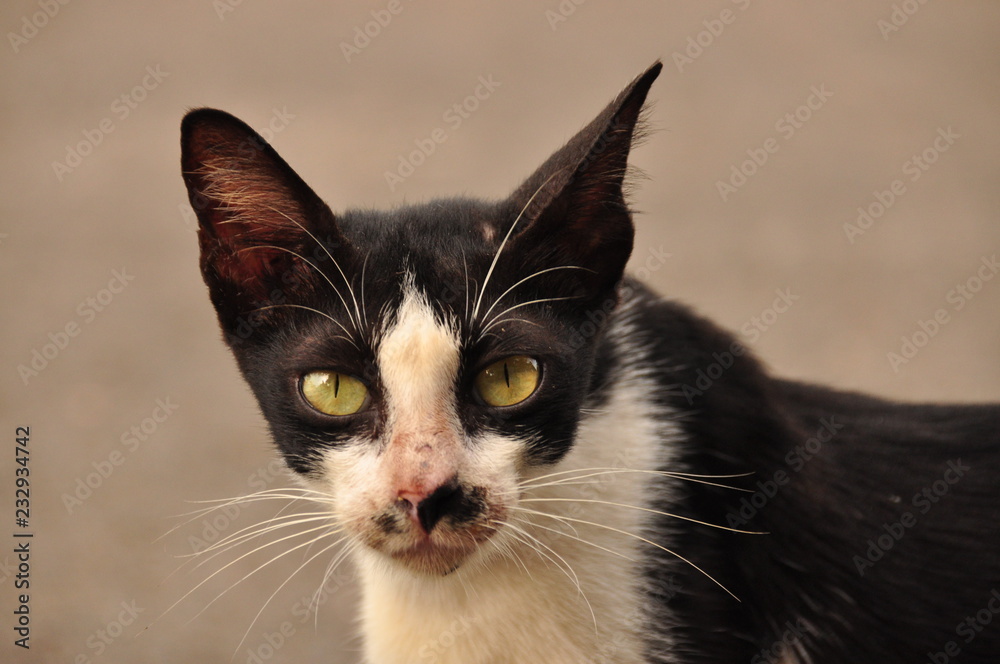 Portrait of a cat. Wild eyes and long whiskers. Portrait of a cat. Wild eyes and long whiskers.