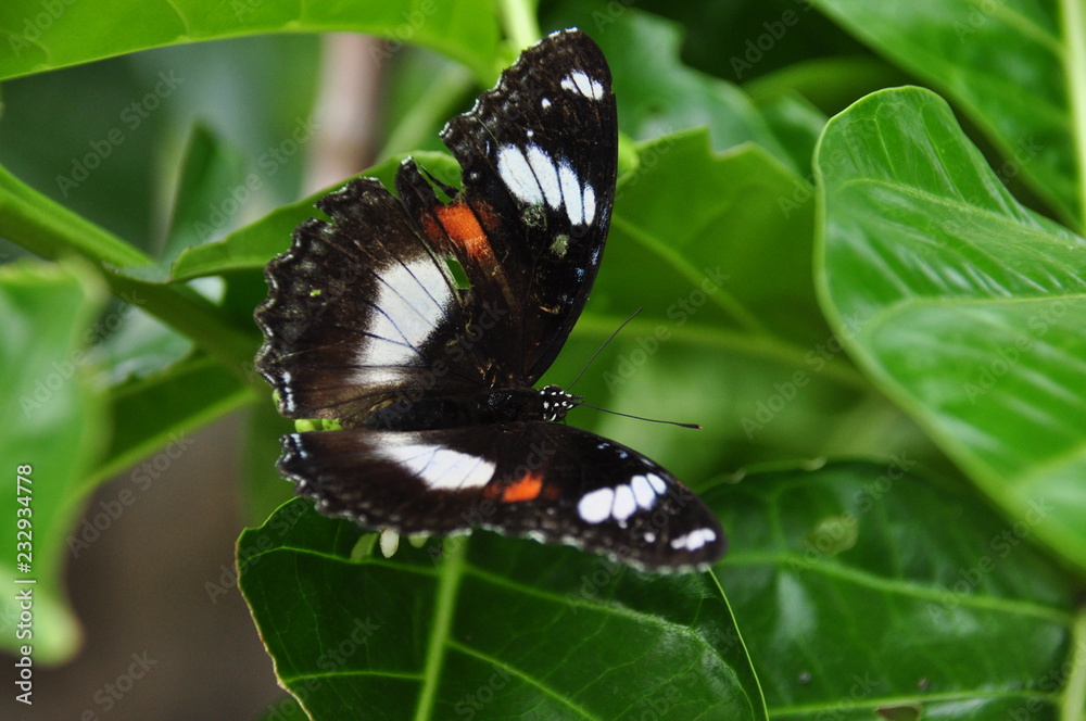 Colored tropical butterfly. Java in Indonesia. Colored tropical butterfly. Java in Indonesia.