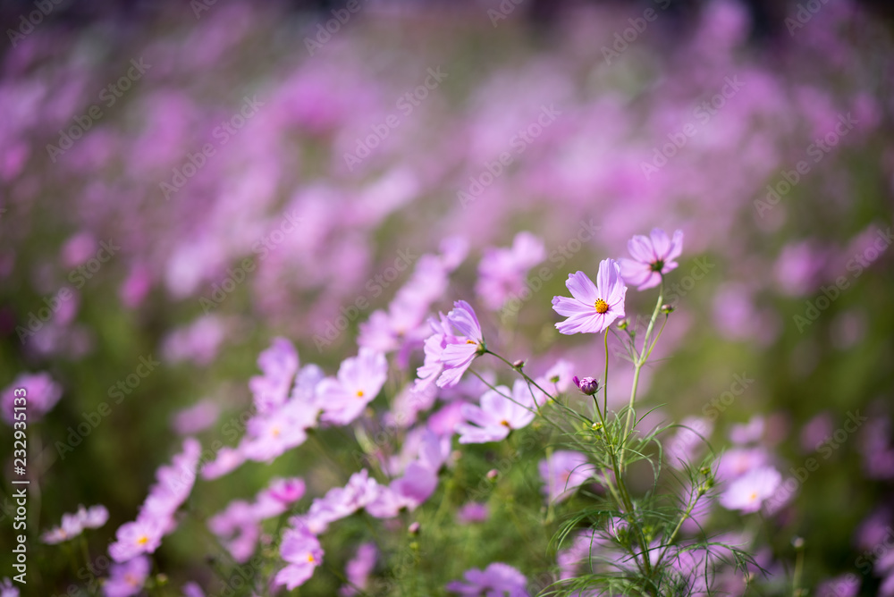 Cosmos Cosmos