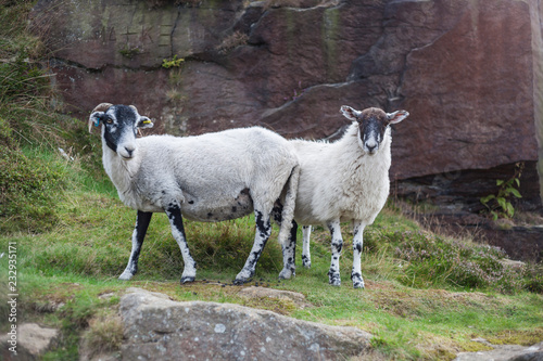 Yorkshire Sheep