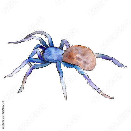 Exotic tarantula wild insect in a watercolor style isolated. For background, texture, wrapper pattern or tattoo.