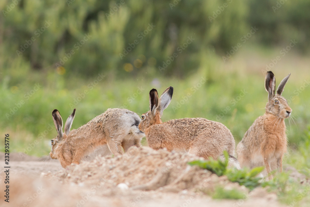 European brown hare (Lepus europaeus) European brown hare (Lepus europaeus)