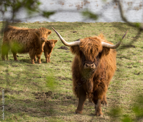 highland cow with horns on a background
