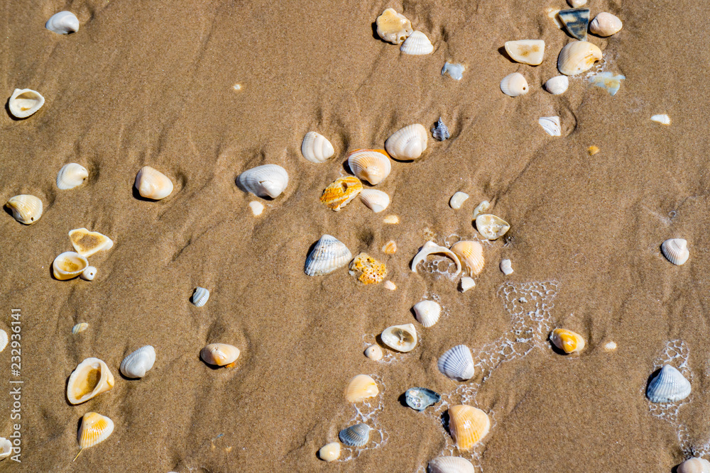 Beach with a lot of seashells on seashore in South Padre Island, Texas Beach with a lot of seashells on seashore in South Padre Island, Texas