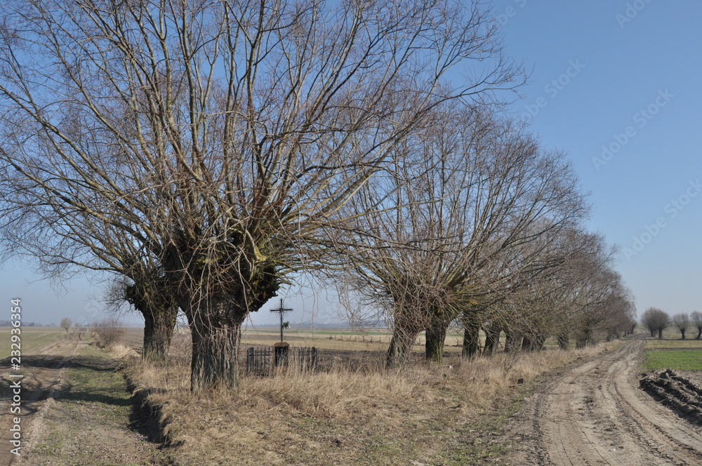 Willow Avenue. Headed willow as landscape. Meadow and backwaters. Willow Avenue. Headed willow as landscape. Meadow and backwaters.