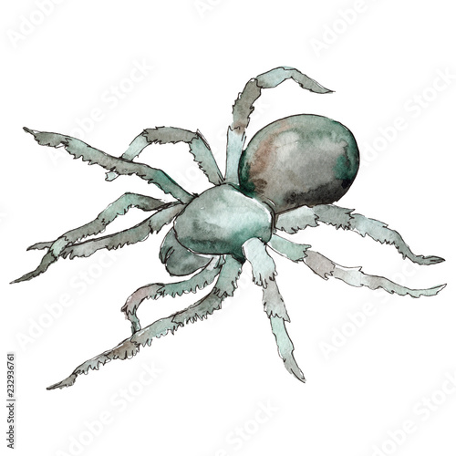Exotic grey tarantula wild insect in a watercolor style isolated. For background, texture, wrapper pattern or tattoo.