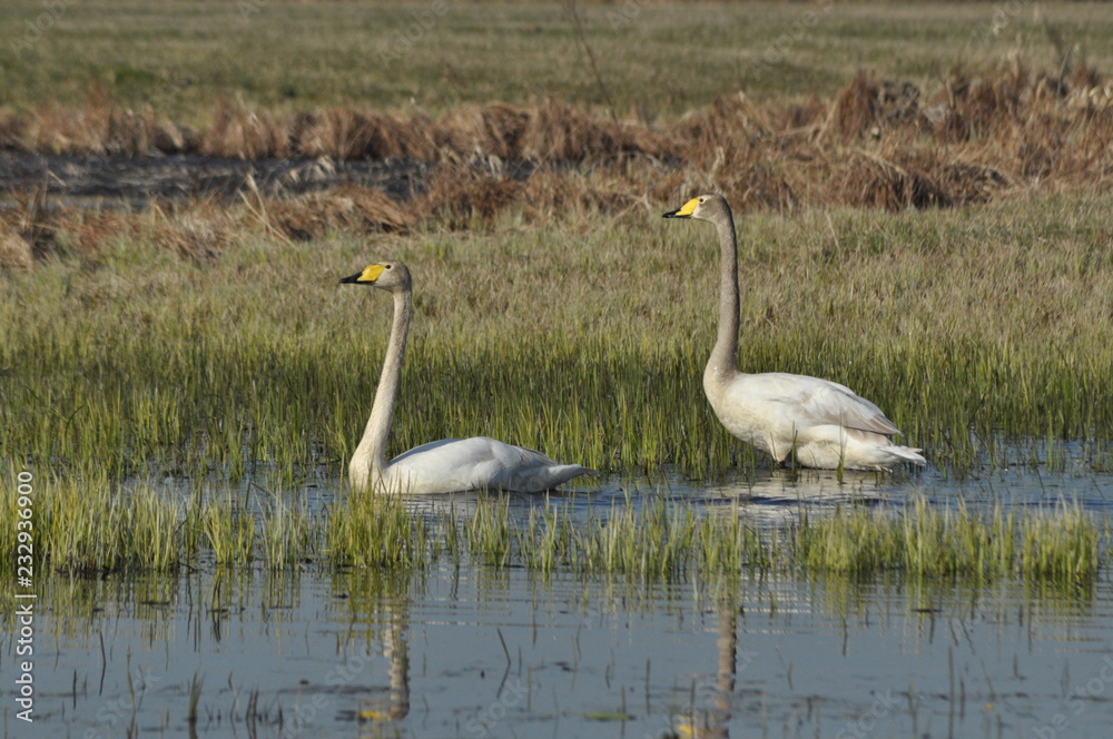 Obraz premium Mute Swan. Large white water bird. Floating on the lake