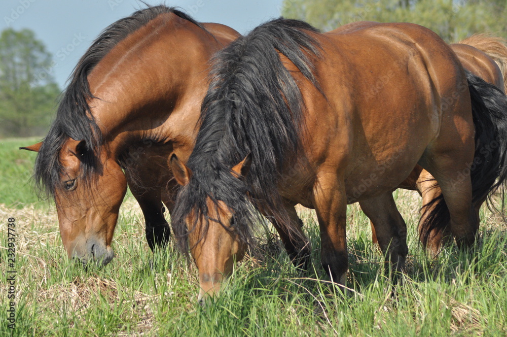 Workhorse. Grazing in the pasture. Meadow in the valley of the Bug.