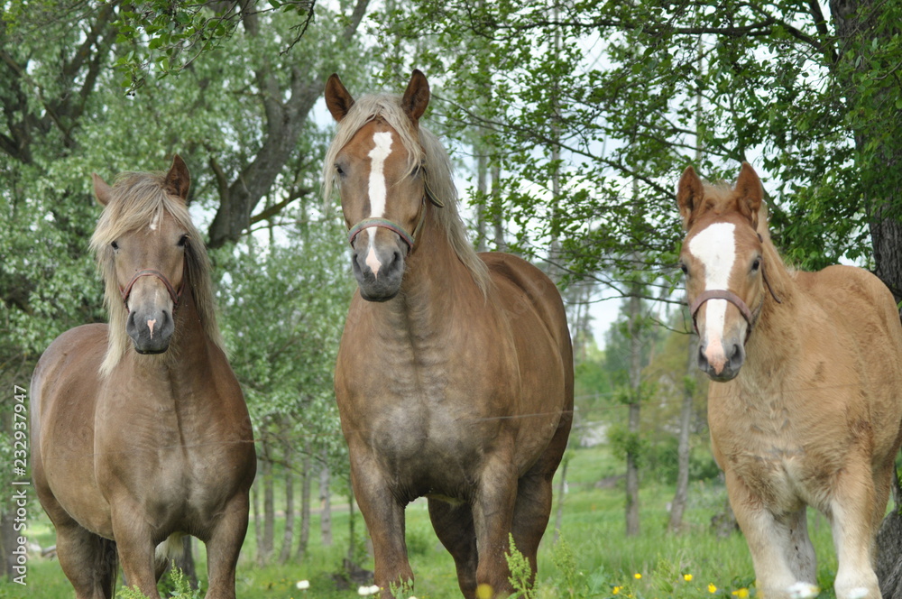 Workhorse. Grazing in the pasture. Meadow in the valley of the Bug. Workhorse. Grazing in the pasture. Meadow in the valley of the Bug.
