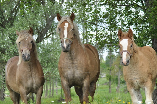 Workhorse. Grazing in the pasture. Meadow in the valley of the Bug.