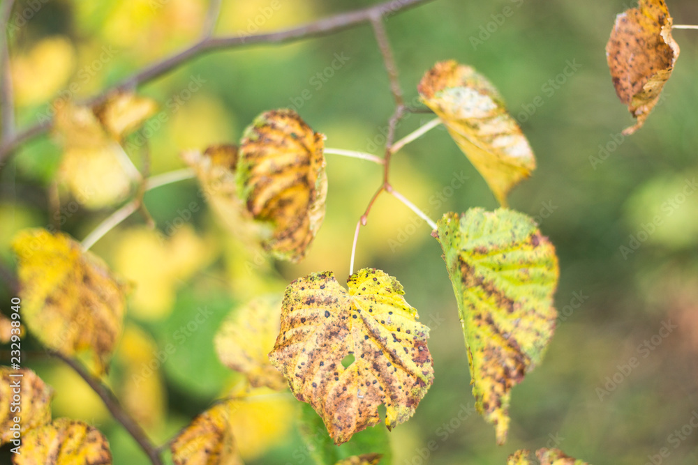 autumn foliage photosynthesis chlorophyll autumn foliage photosynthesis chlorophyll