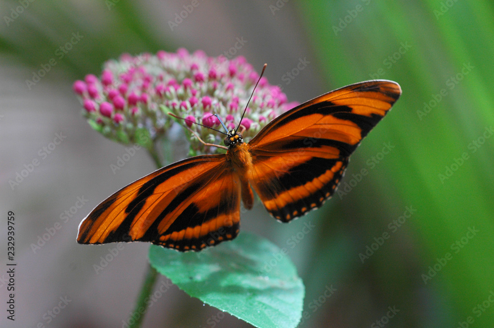 Obraz premium Papillon amazonie sur fleur rose