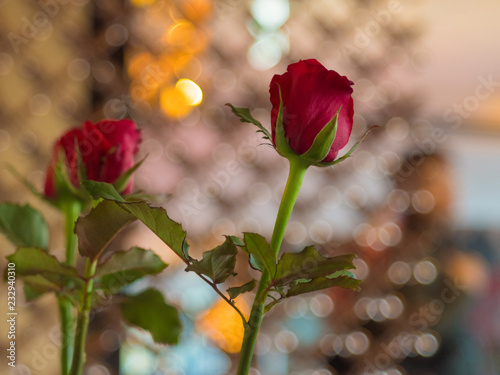 真紅の薔薇