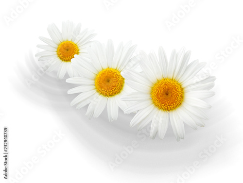 Chamomile flowers composition isolated on white background as package design element