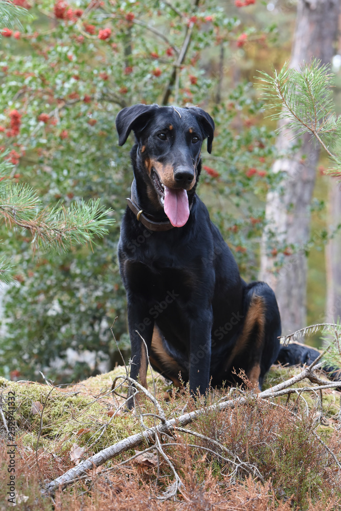 beauceron en forêt