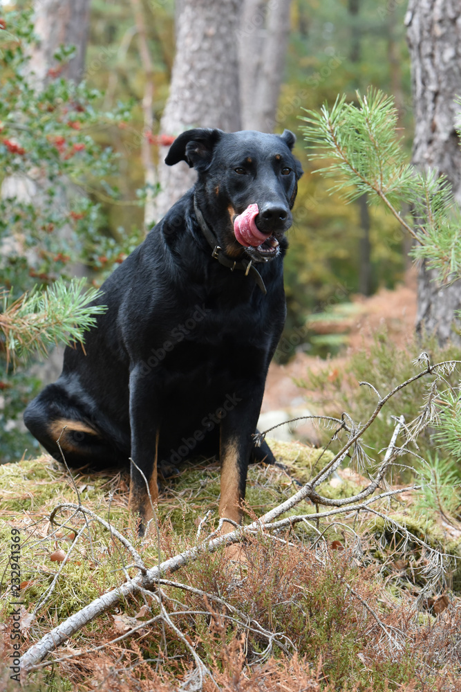 beauceron en forêt