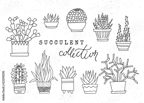 Decorative potted succulents. Vector set of hand-drawn sketched elements