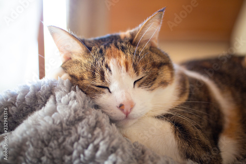 Wallpaper Mural cute calico cat, sleepy triple colored cat Torontodigital.ca