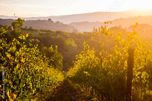 Fotografi Nice view of countryyard in tuscany with wine produciton and winery concept