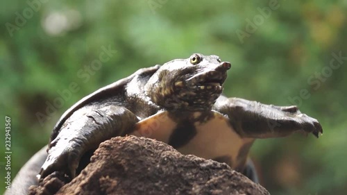 Philippine soft shelled turtle on driftwood photo