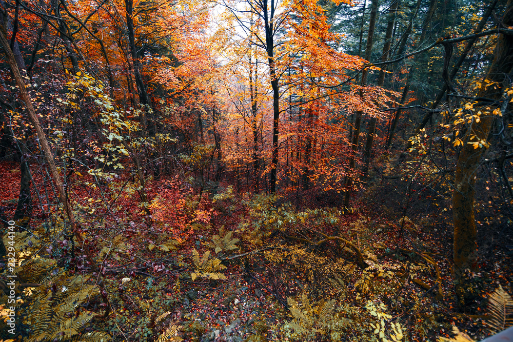 Bosco autunnale