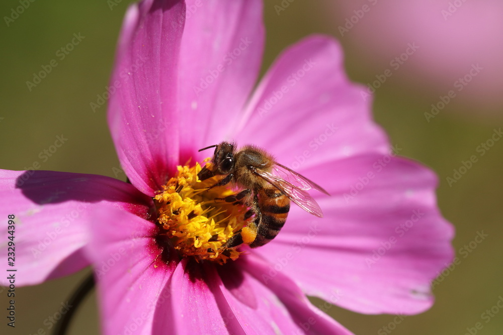 An African honeybee drinking nectar from a cosmos flower while helping with pollination.