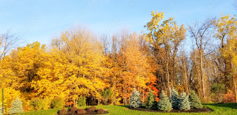 Autumn foliage in the park. 