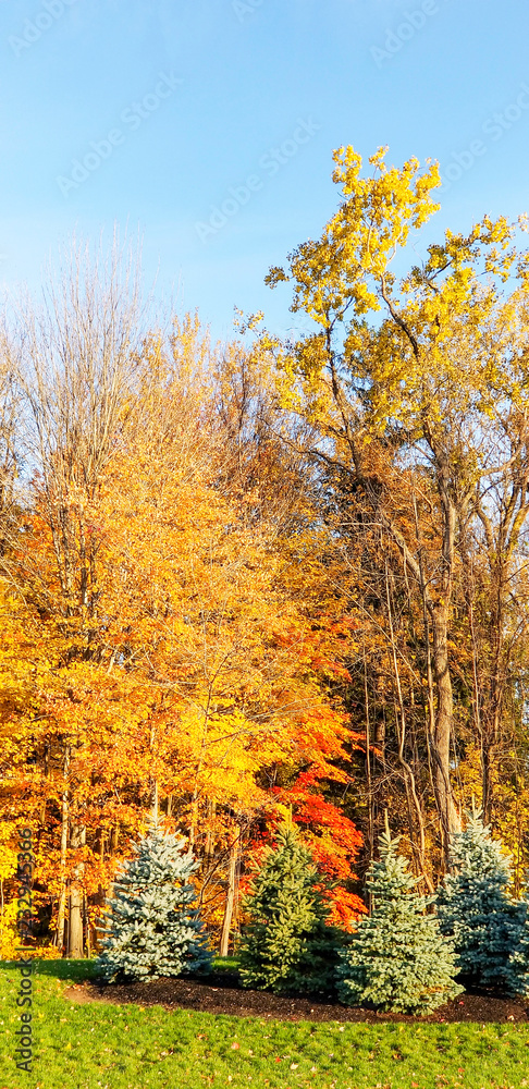 Naklejka premium Autumn foliage in the park