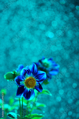 Fototapeta Naklejka Na Ścianę i Meble -  Dahlias are an attraction of gardens in a variety of colors and beautiful backgrounds