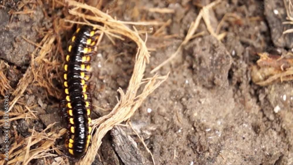 millipede crawling on a dirty soil millipede crawling on a dirty soil
