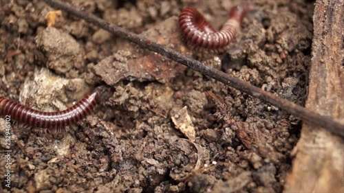 millipede crawling on a dirty soil photo