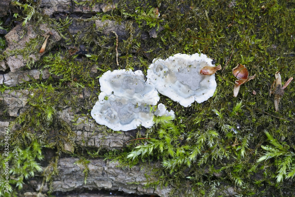 Brittle cinder fungus, Kretzschmaria deusta, major plant pathogen Stock